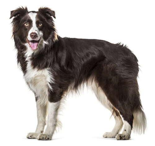 Border Collie Dogs