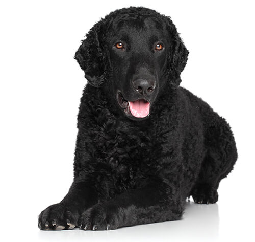 Curly-Coated Retriever Dogs