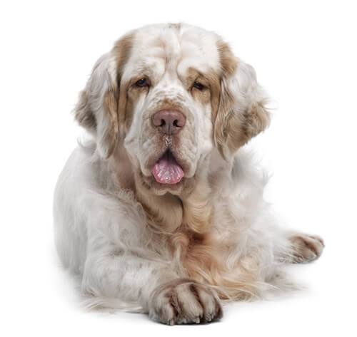 Clumber Spaniel Dogs