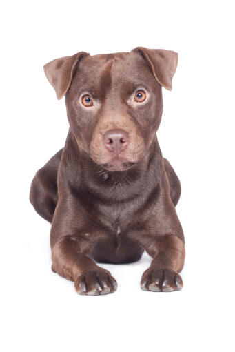 Patterdale Terrier Dogs