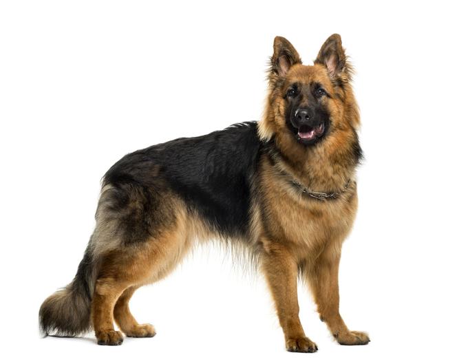 German Shepherd Dog