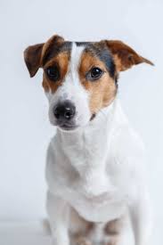 Jack Russell Terrier Dogs